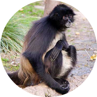 Mono araña (Ateles belzebut)