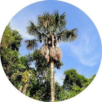 Moriche (Mauritia flexuosa)