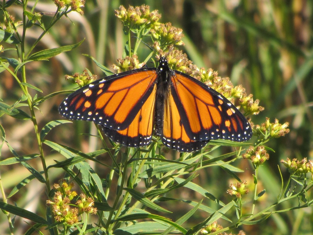 Especies migratorias