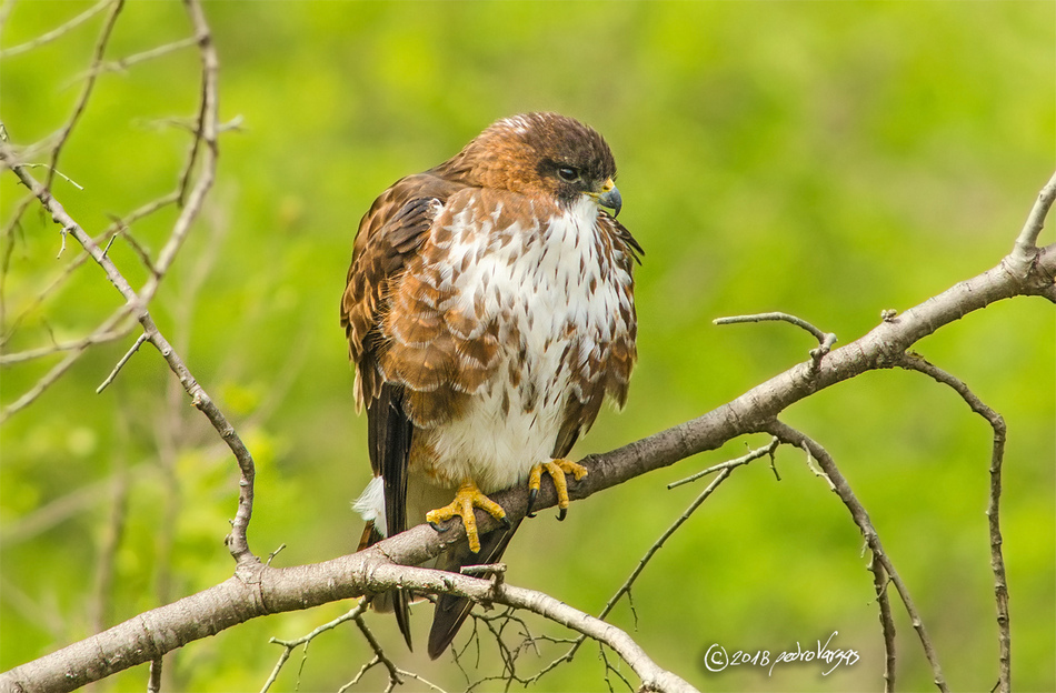 Especies migratorias