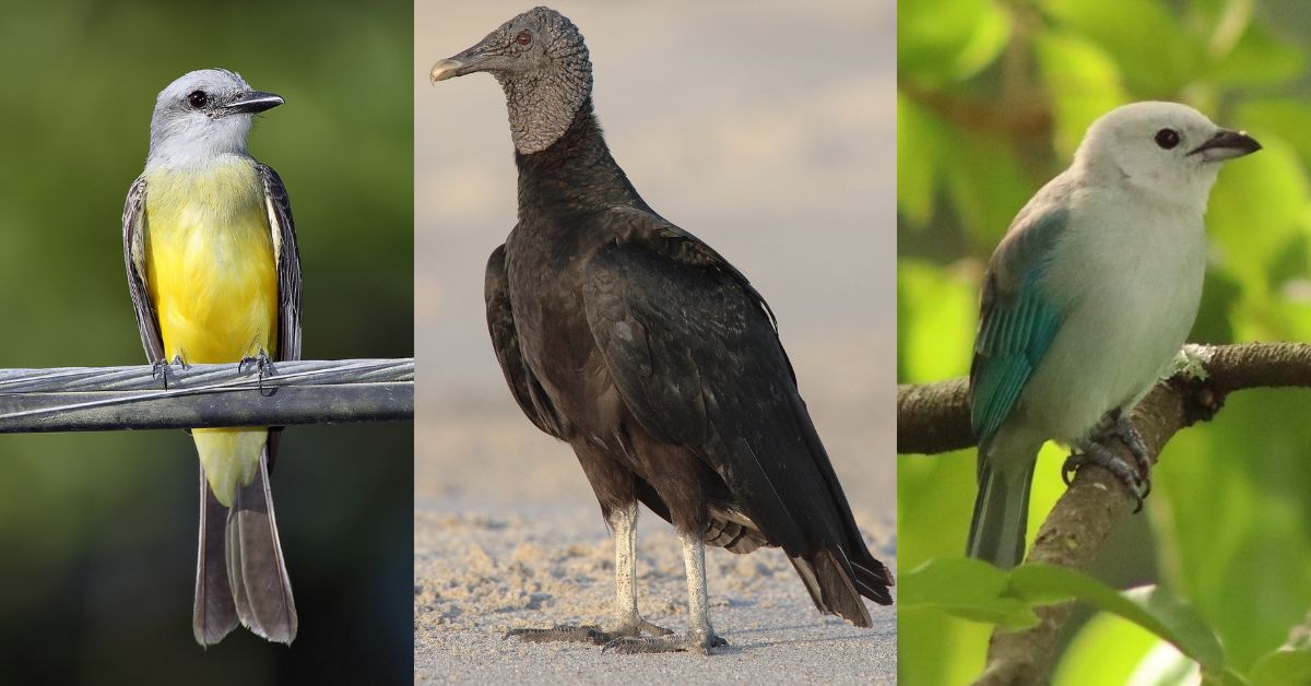 Biodiversidad cifras