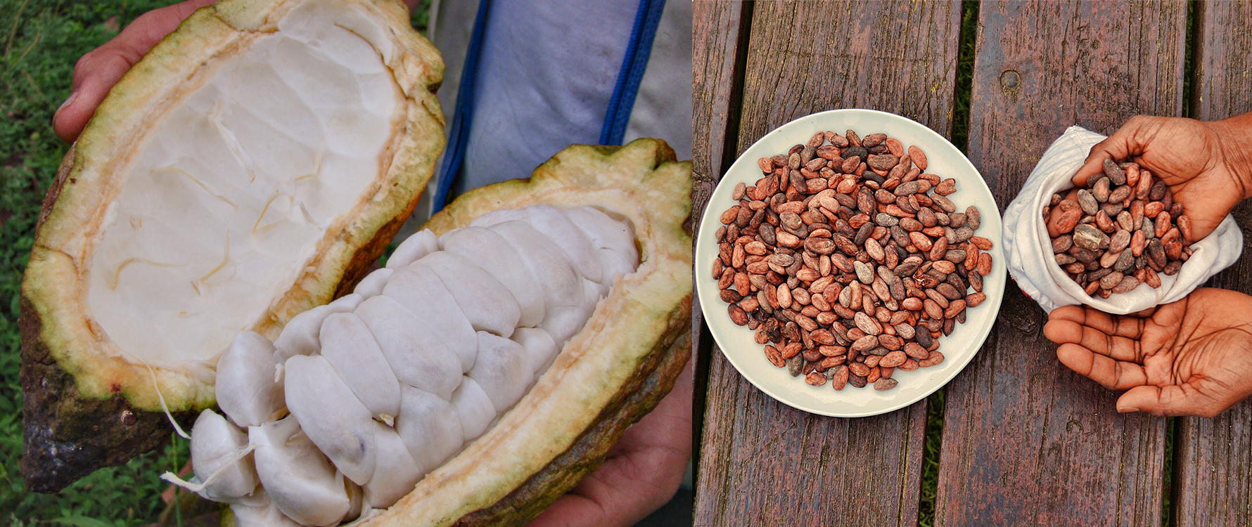 Frutos de cacao