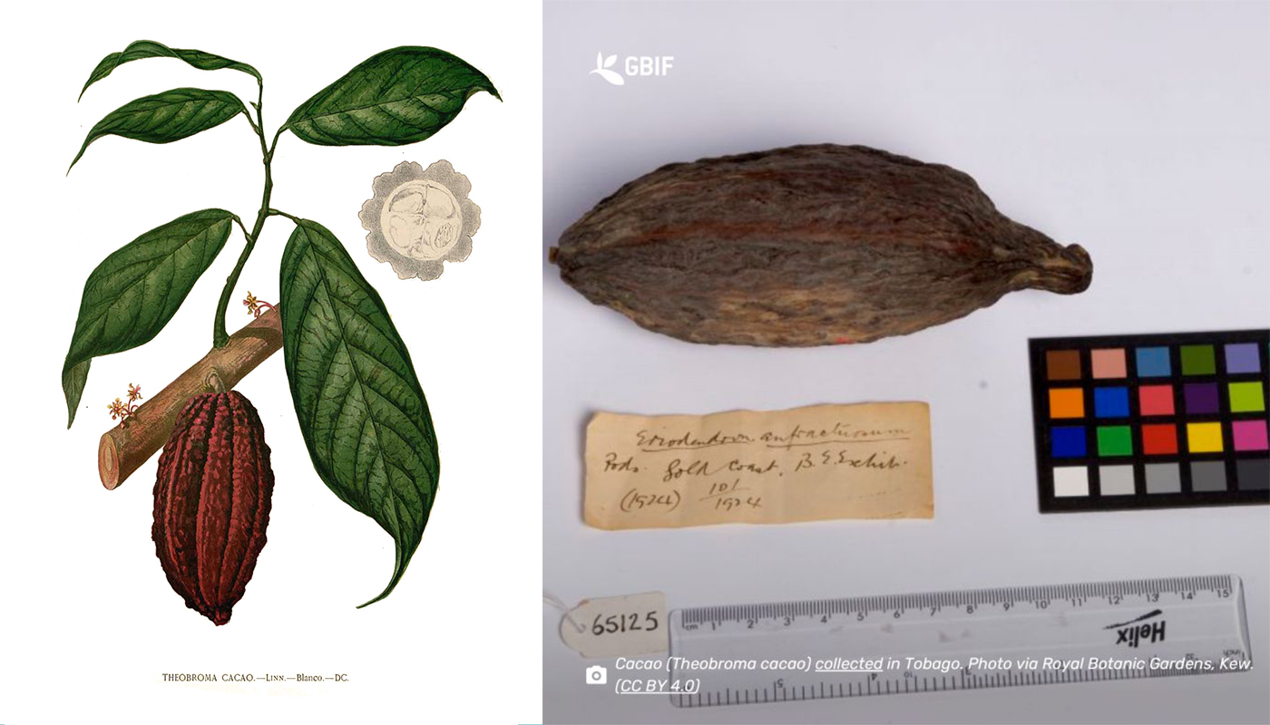 Theorama cacao